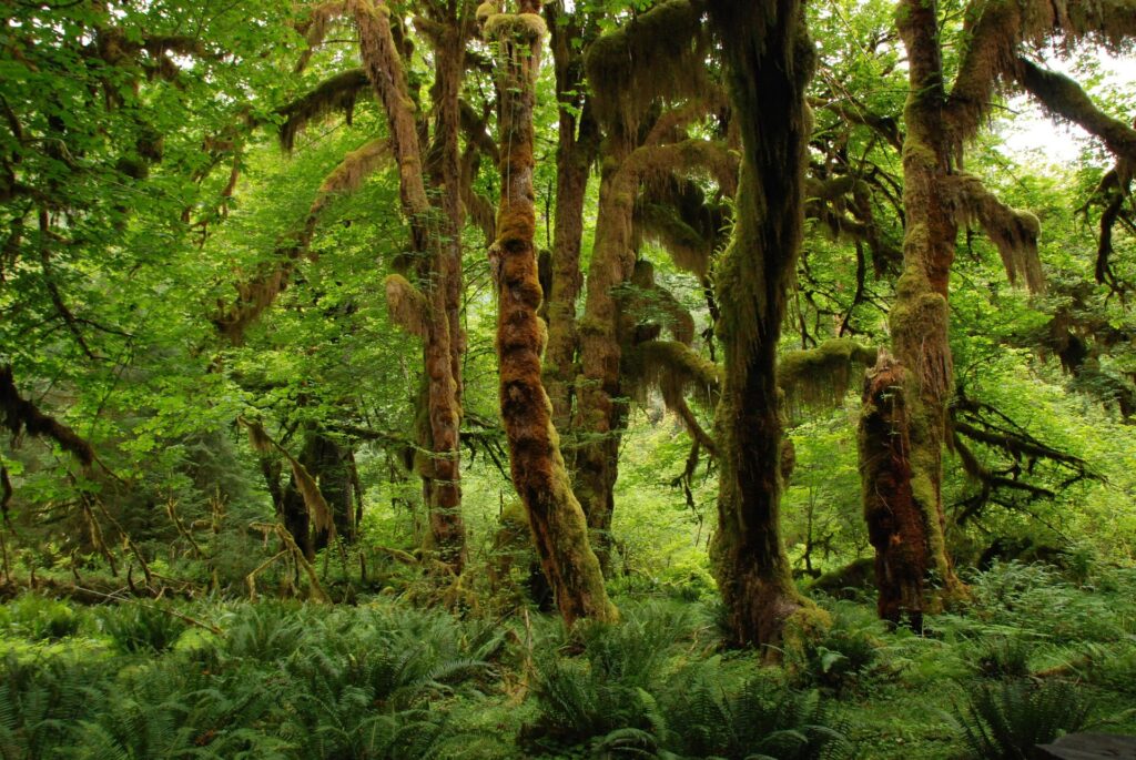 world rain forest day